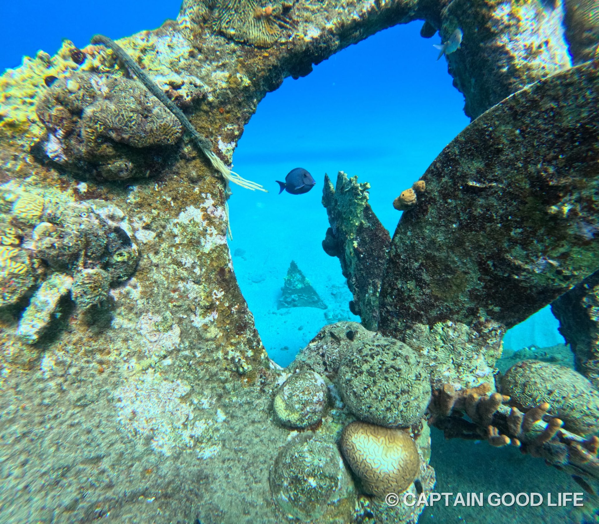 Coral and fish inside the shipwreck